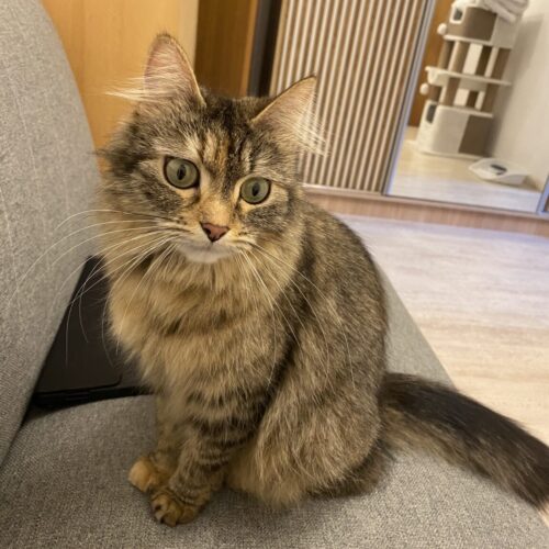 Pia