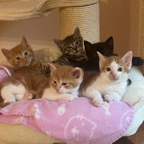 Jacky, Paul, Sam, Emma und Mia