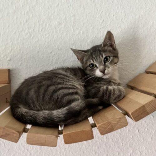 Idefix