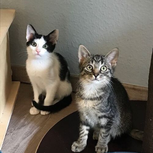 Tom, Ricky und Rocco