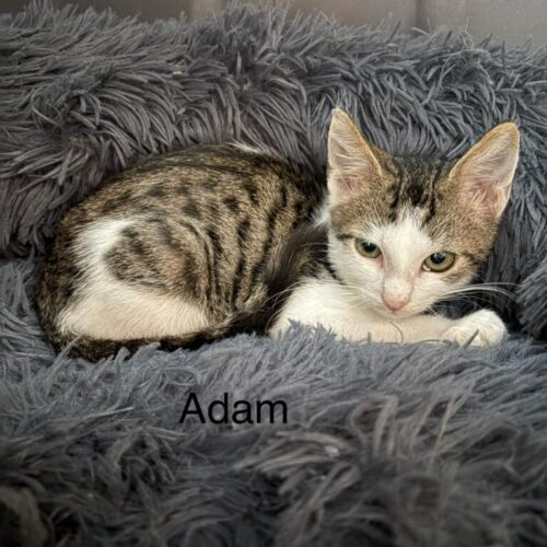 Adam