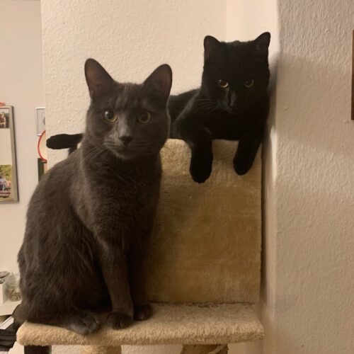 Elvis (schwarz) und Otis (grau)