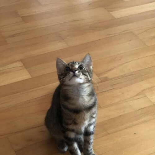 Fritz