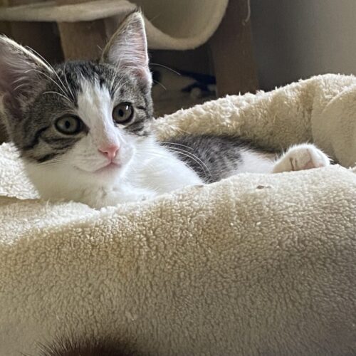 Katerchen