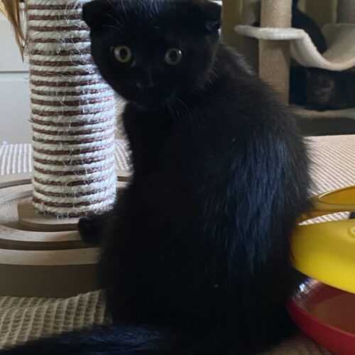 Pippa