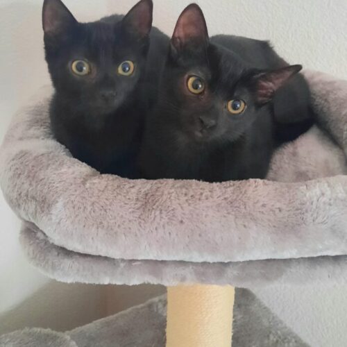 Maja und Mia