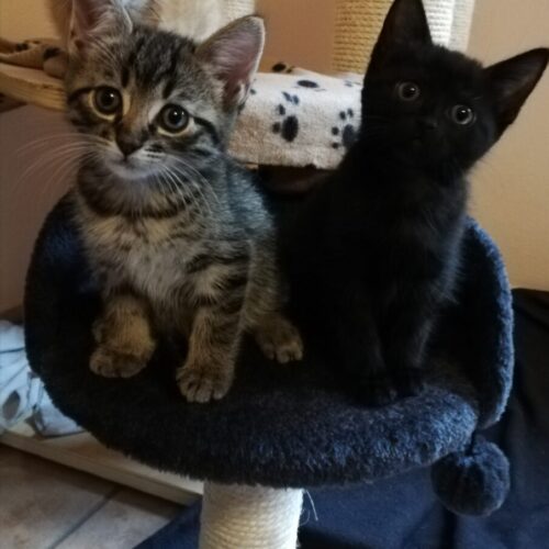 Momo und Mogli