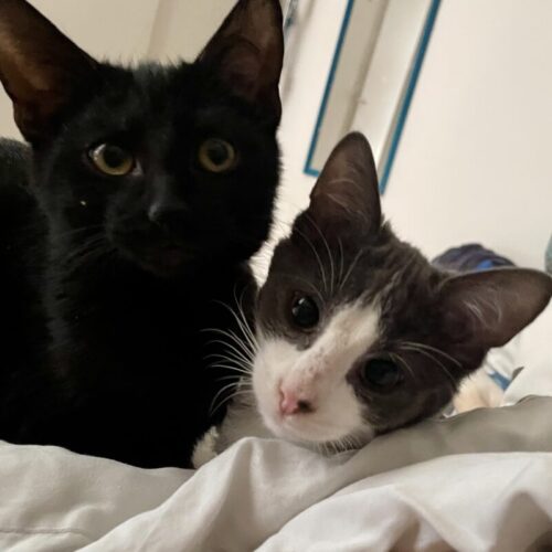 Leo (schwarz) und Tom (dunkelgrau-weiß)