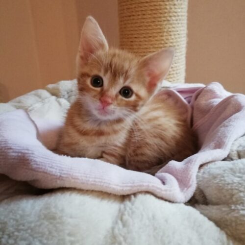 Lillifee und Garfield