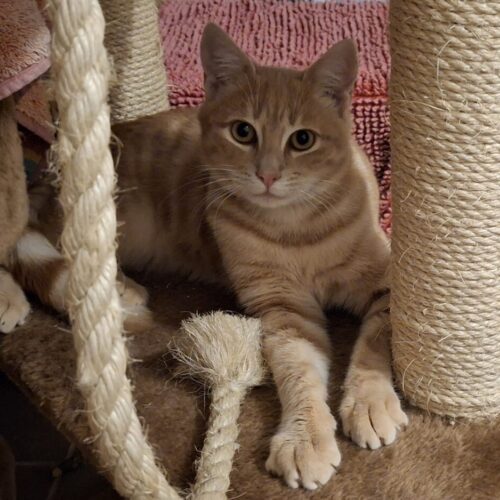 Fienchen (getigert) und Peppi (rot)