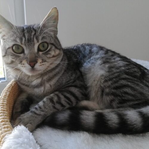 Merlin