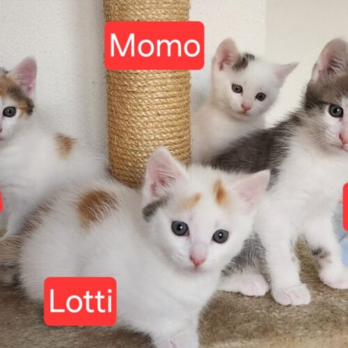 Mio, Momo, Lotti und Toni