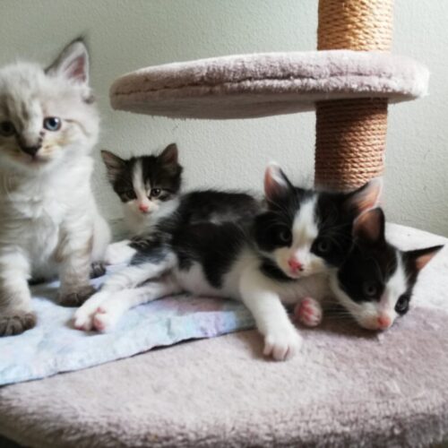 Mimi, Minou, Joshi und Pablo