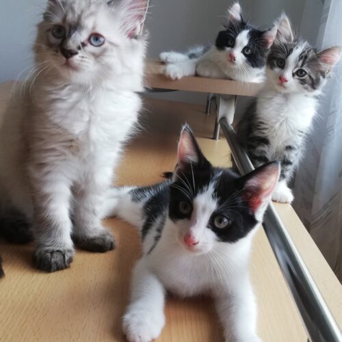 Mimi, Minou, Joshi und Pablo