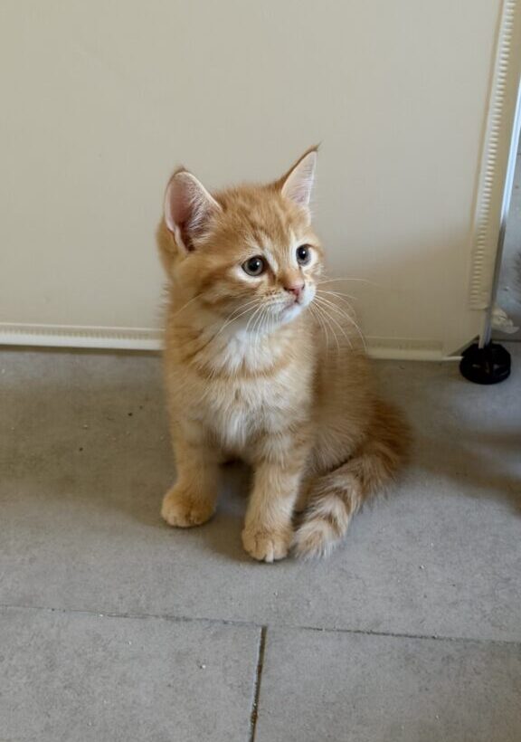Kuzco
