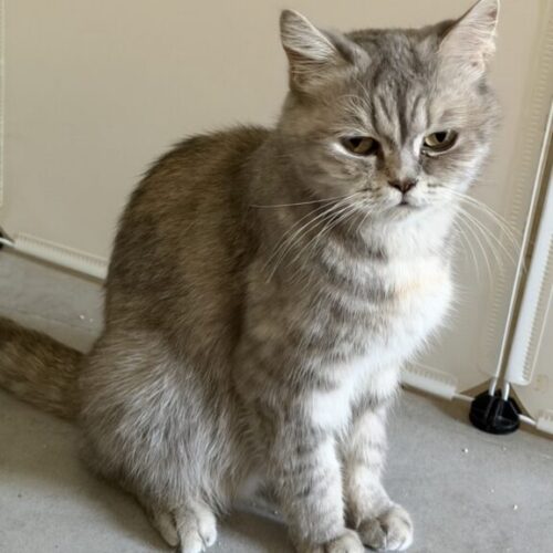 Kira