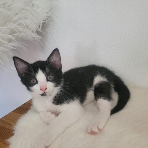 Lina