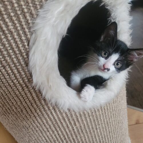 Pierre