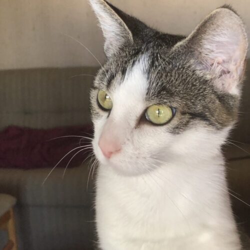 Lilli