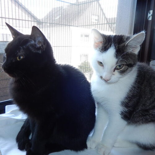 Rosi und Samba
