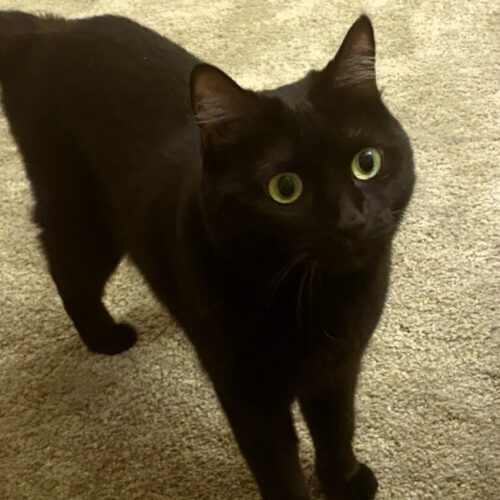 Molly