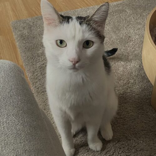 Bella