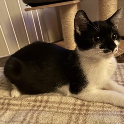 Nala