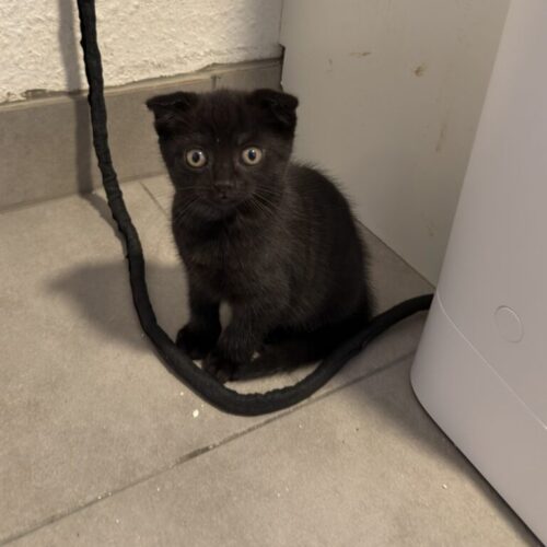 Luke Catwalker